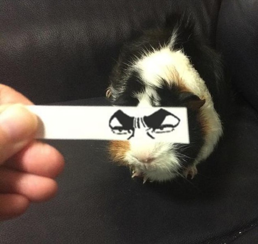 New kotofototrend: try on fluffy new painted eyes