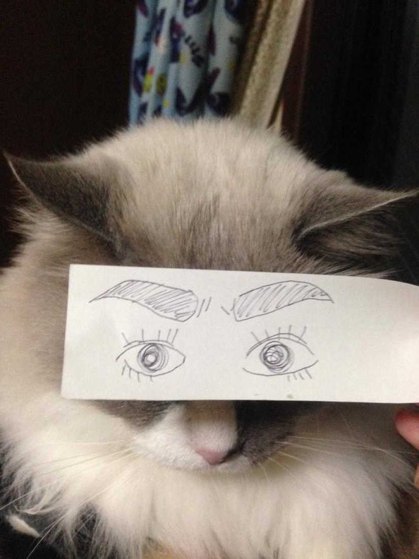 New kotofototrend: try on fluffy new painted eyes