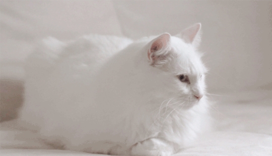 New portion of "live photos" New portion of "live photos"