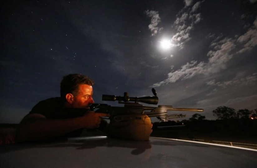 Night hunting for kangaroos in Australia Night hunting for kangaroos in Australia