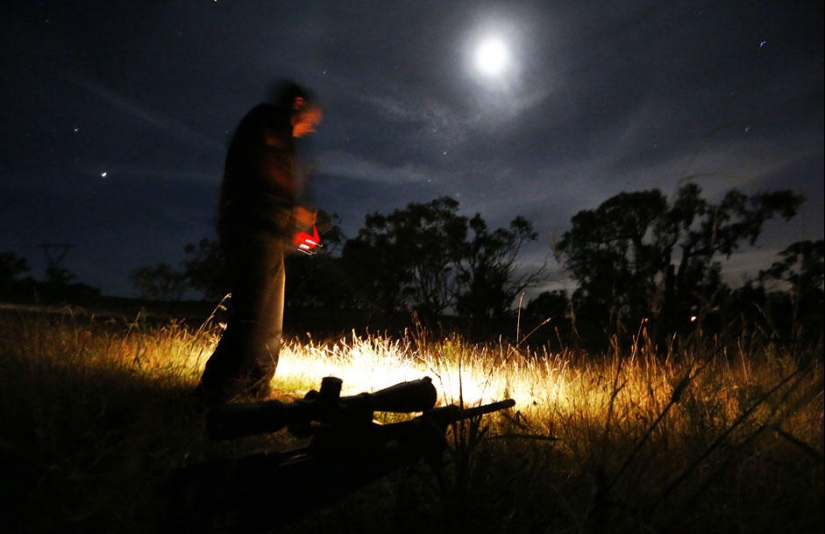 Night hunting for kangaroos in Australia Night hunting for kangaroos in Australia
