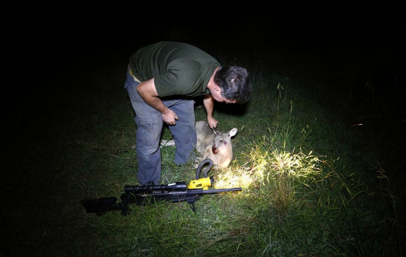Night hunting for kangaroos in Australia Night hunting for kangaroos in Australia