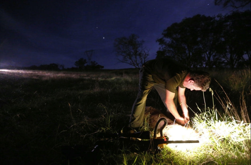 Night hunting for kangaroos in Australia Night hunting for kangaroos in Australia
