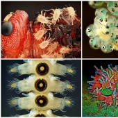 Nikon Small World Photomicrography Competition 2023: 16 Striking Images Taken By Scientists
