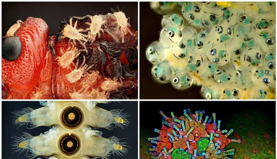 Nikon Small World Photomicrography Competition 2013