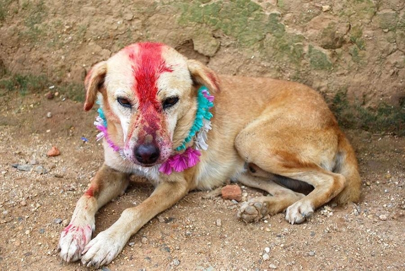 Niña india se casa con perro para romper maldición