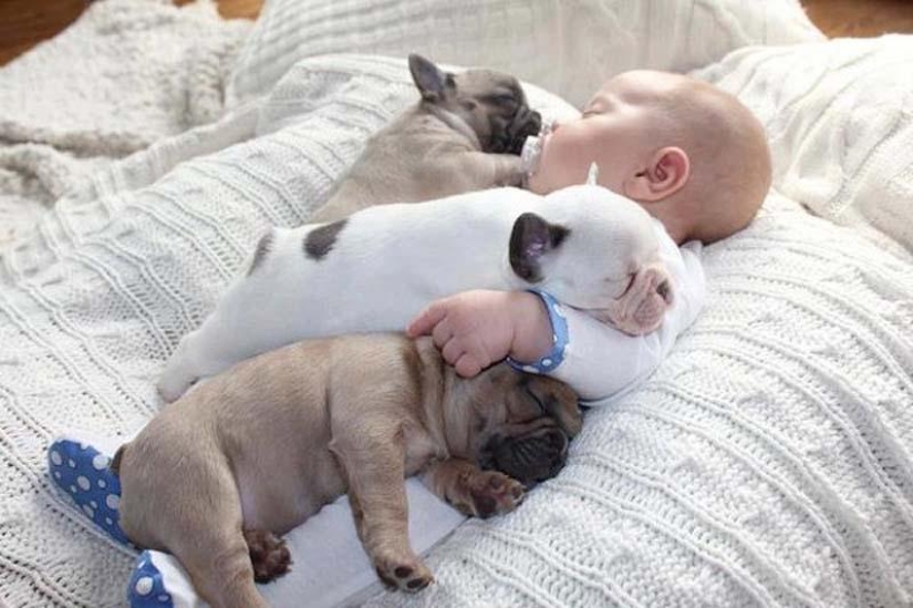 Niño y cachorros. Publicación de ternura escandalosa Niño y cachorros. Publicación de ternura escandalosa