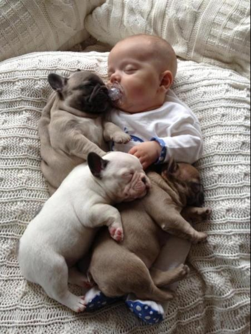 Niño y cachorros. Publicación de ternura escandalosa Niño y cachorros. Publicación de ternura escandalosa