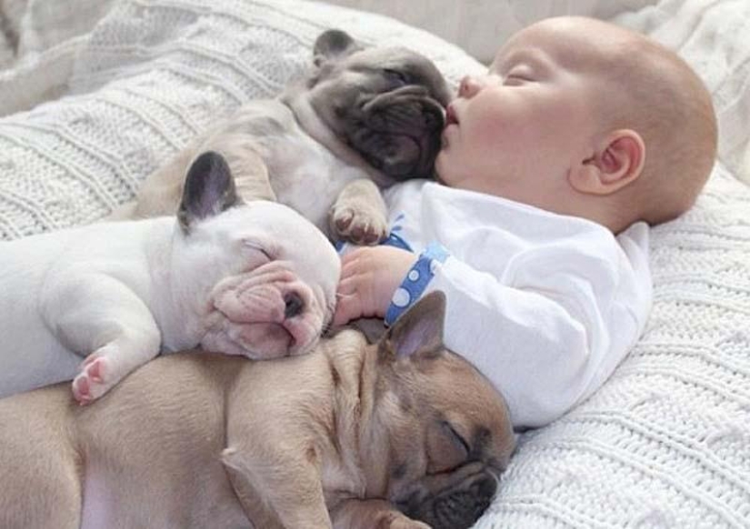Niño y cachorros. Publicación de ternura escandalosa Niño y cachorros. Publicación de ternura escandalosa