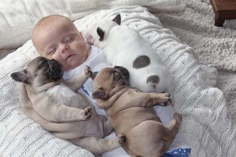 Niño y cachorros. Publicación de ternura escandalosa Niño y cachorros. Publicación de ternura escandalosa
