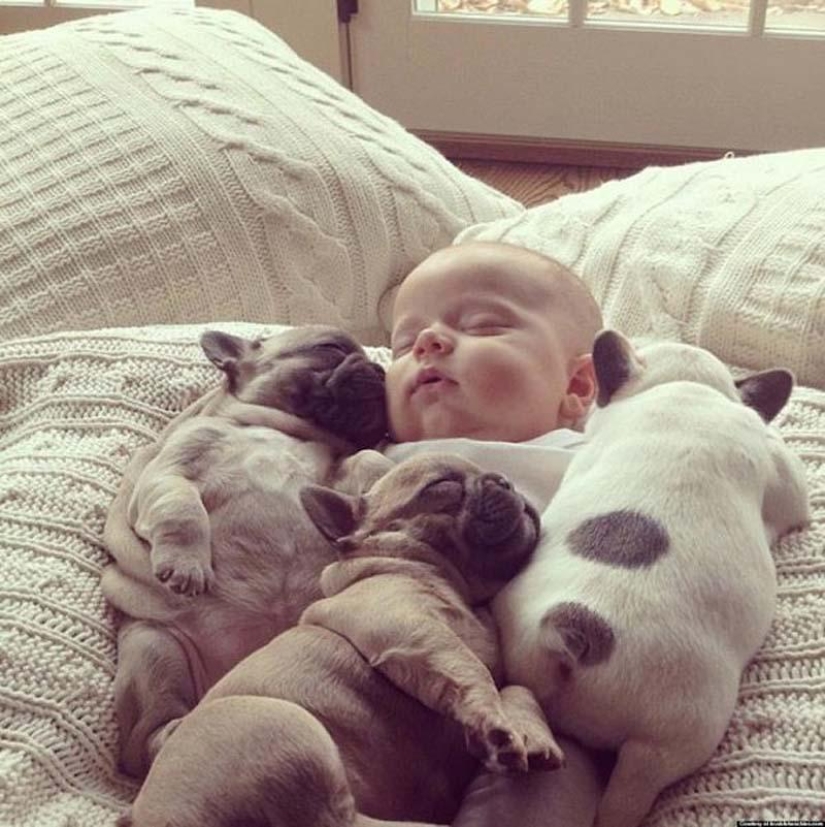 Niño y cachorros. Publicación de ternura escandalosa Niño y cachorros. Publicación de ternura escandalosa