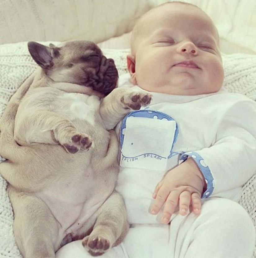 Niño y cachorros. Publicación de ternura escandalosa Niño y cachorros. Publicación de ternura escandalosa