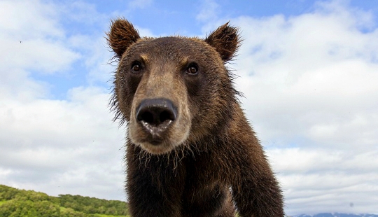 Niños en una jaula, o cómo acabamos cara a cara con osos