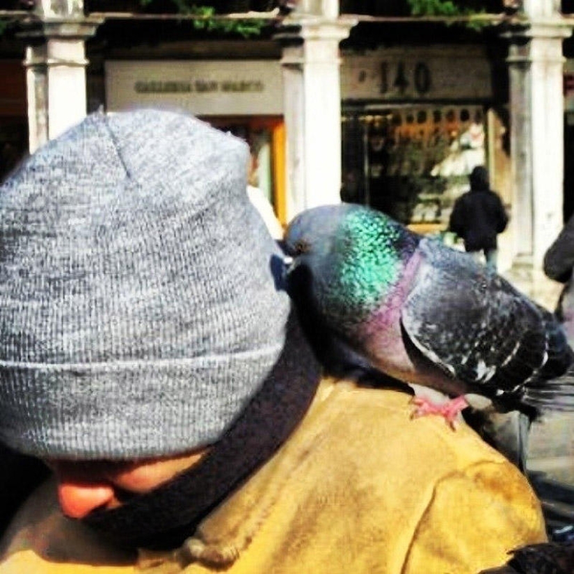 ¡No alimentes a las palomas o te arrepentirás!