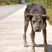 ¡No reconocerás a este perro hoy! Gracias al amor y el cuidado, se convirtió en una belleza.