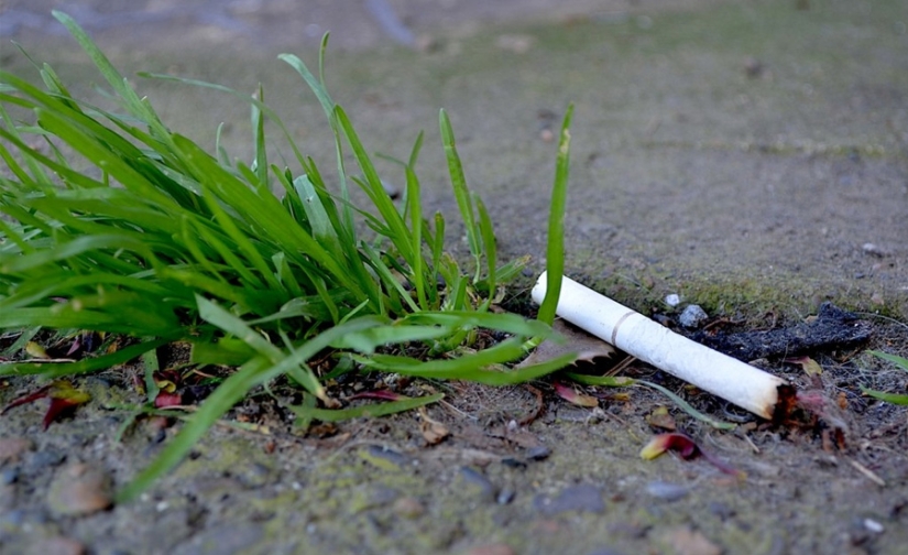 No solo es dañino, sino también útil: cómo los cigarrillos pueden ser útiles No solo es dañino, sino también útil: cómo los cigarrillos pueden ser útiles