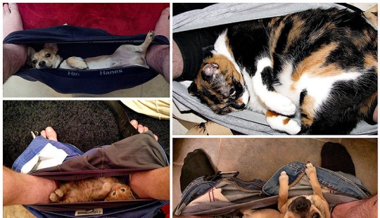 No te separes de tus seres queridos: mascotas en el baño...