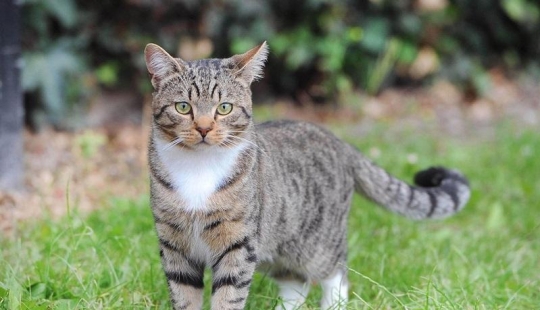 Nominado a "Gato del Año en Gran Bretaña"