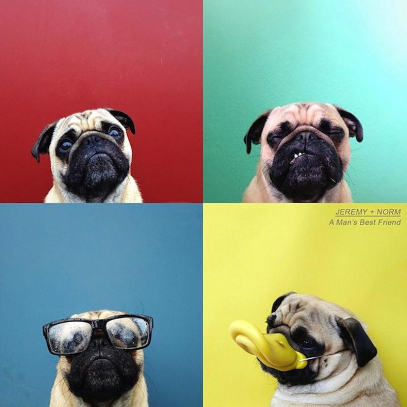 Norm es un perro con muchos roles.