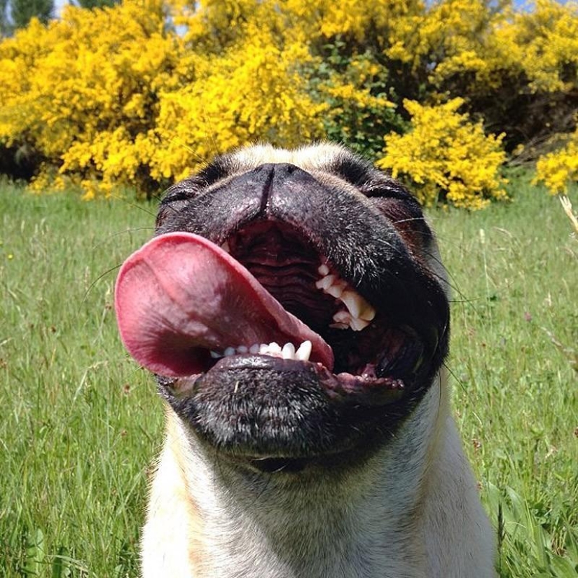 Norm es un perro con muchos roles.