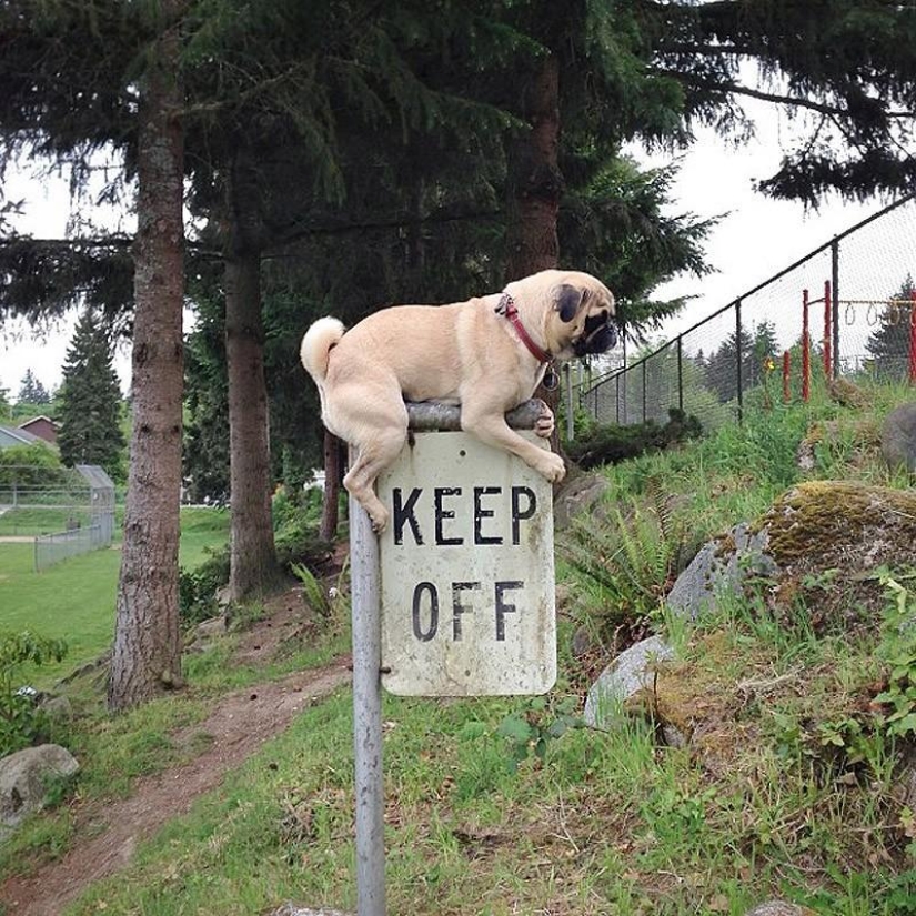 Norm es un perro con muchos roles.