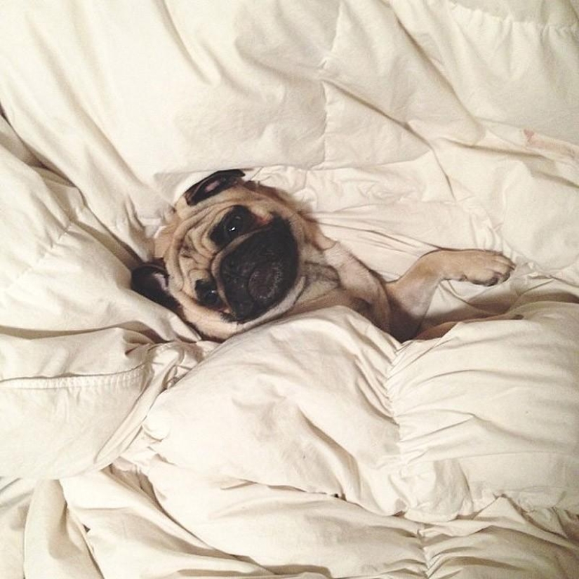 Norm es un perro con muchos roles.