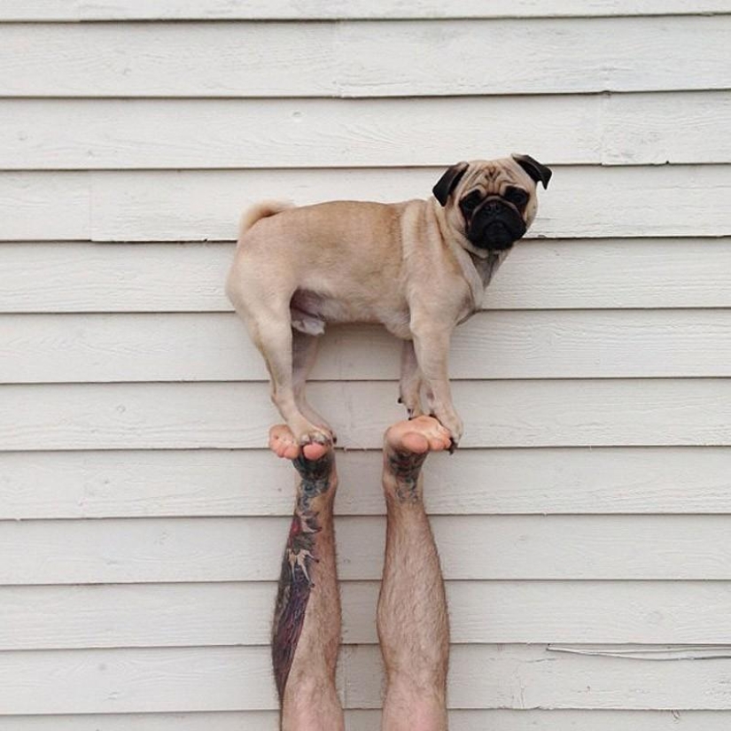 Norm es un perro con muchos roles.