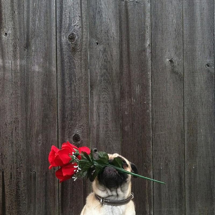 Norm es un perro con muchos roles.