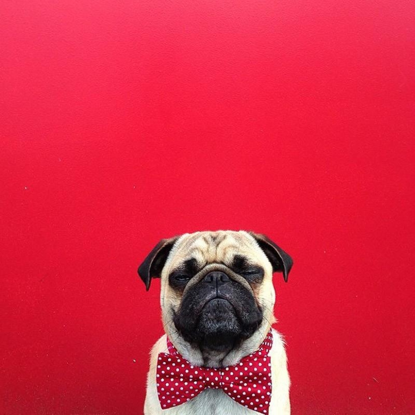 Norm es un perro con muchos roles.