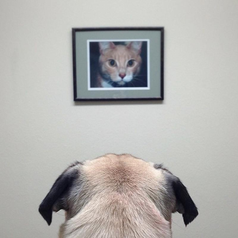 Norm es un perro con muchos roles.
