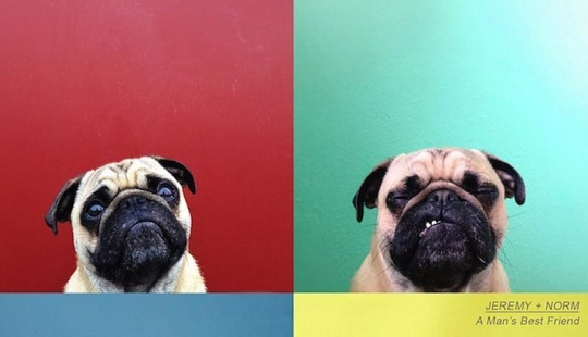 Norm es un perro con muchos roles.