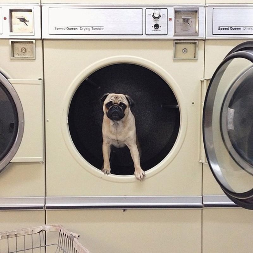 Norm es un perro con muchos roles.