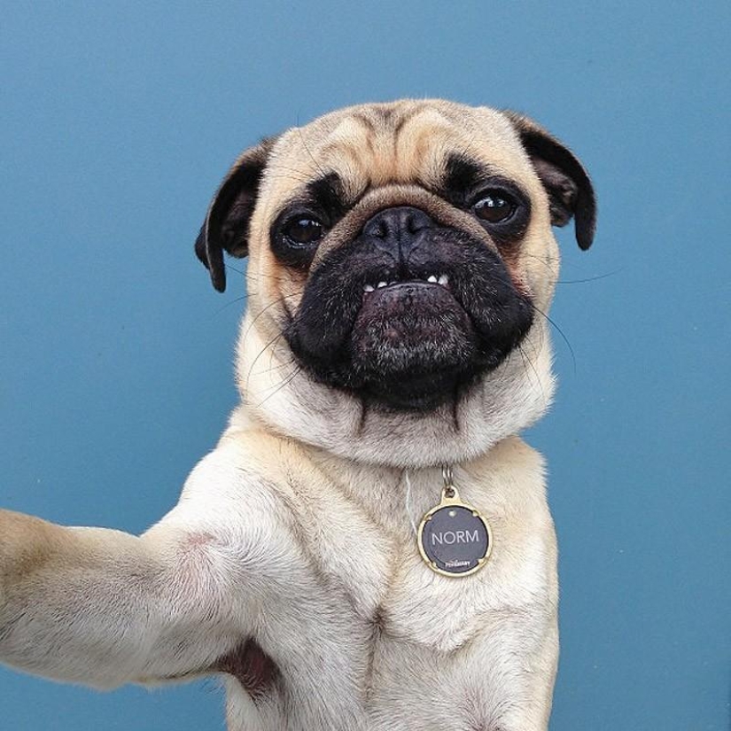 Norm es un perro con muchos roles.