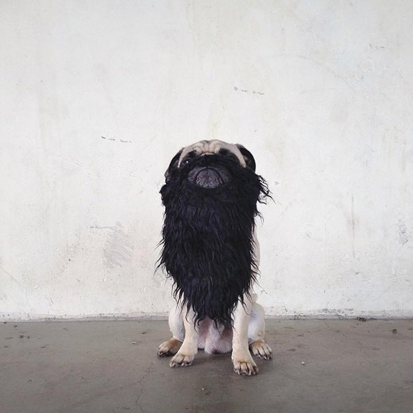 Norm es un perro con muchos roles.