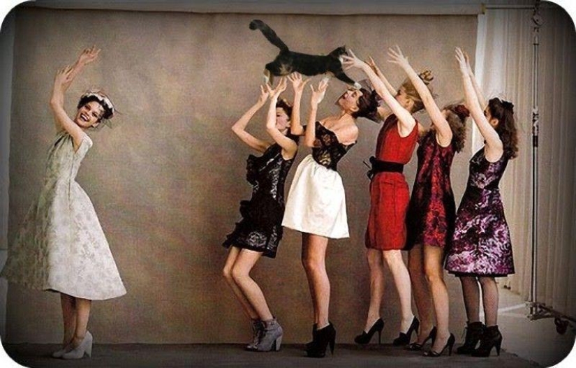 Novias saliendo... ¡gatos!