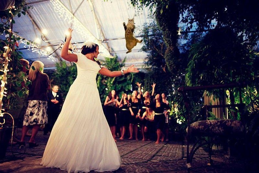 Novias saliendo... ¡gatos!