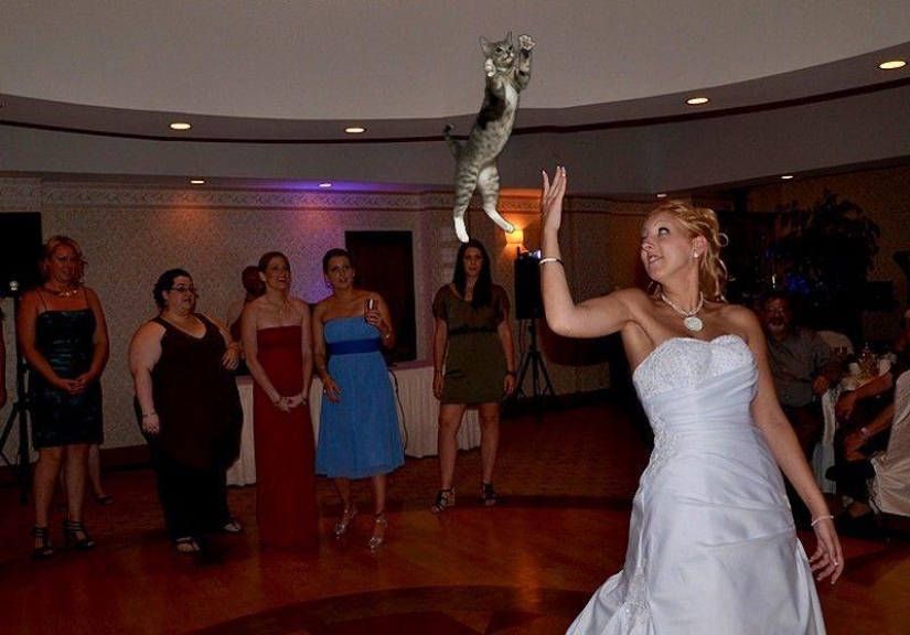 Novias saliendo... ¡gatos!