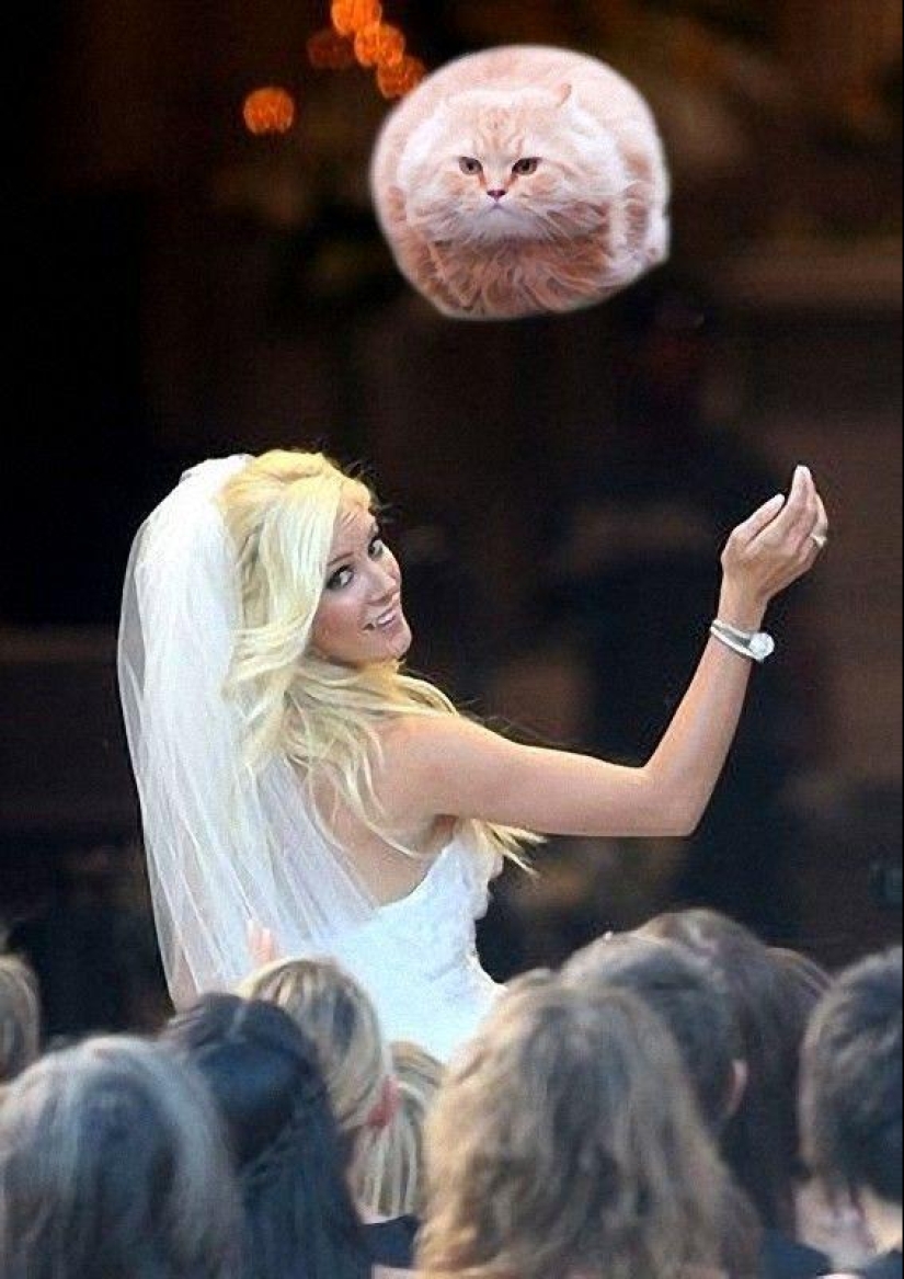 Novias saliendo... ¡gatos!