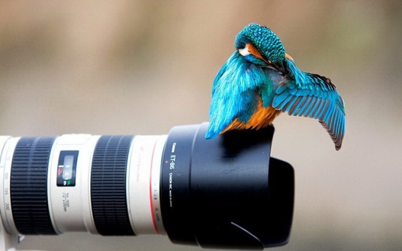 Now a bird will fly out of here Now a bird will fly out of here