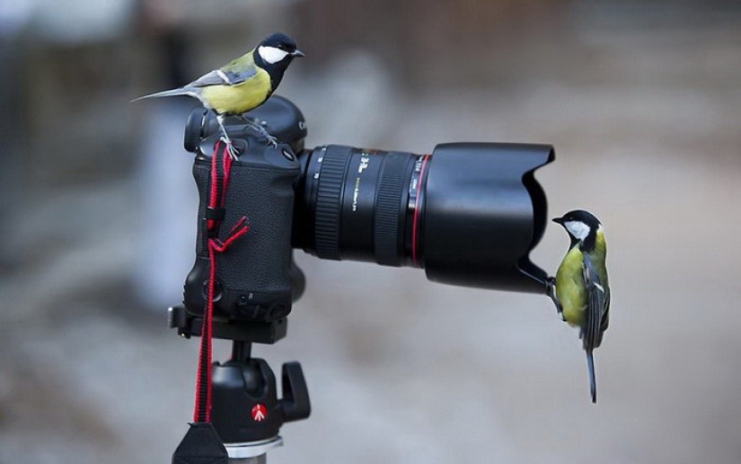 Now a bird will fly out of here Now a bird will fly out of here