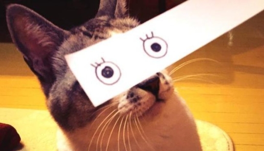 Nuevo kotofototrend: pruébate unos ojos pintados nuevos y esponjosos