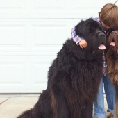 Nuevos músicos de la ciudad de Bremen