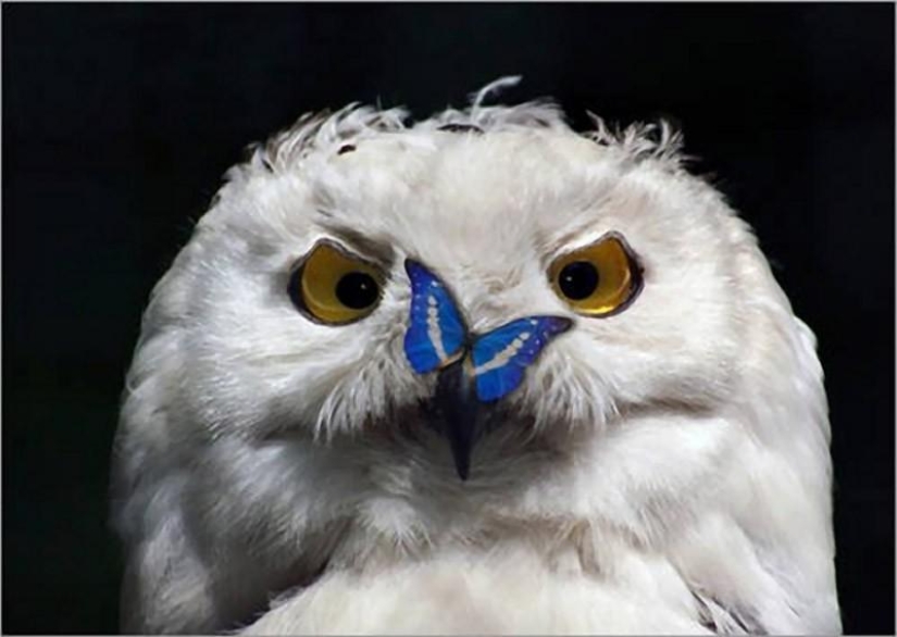 Offended owls