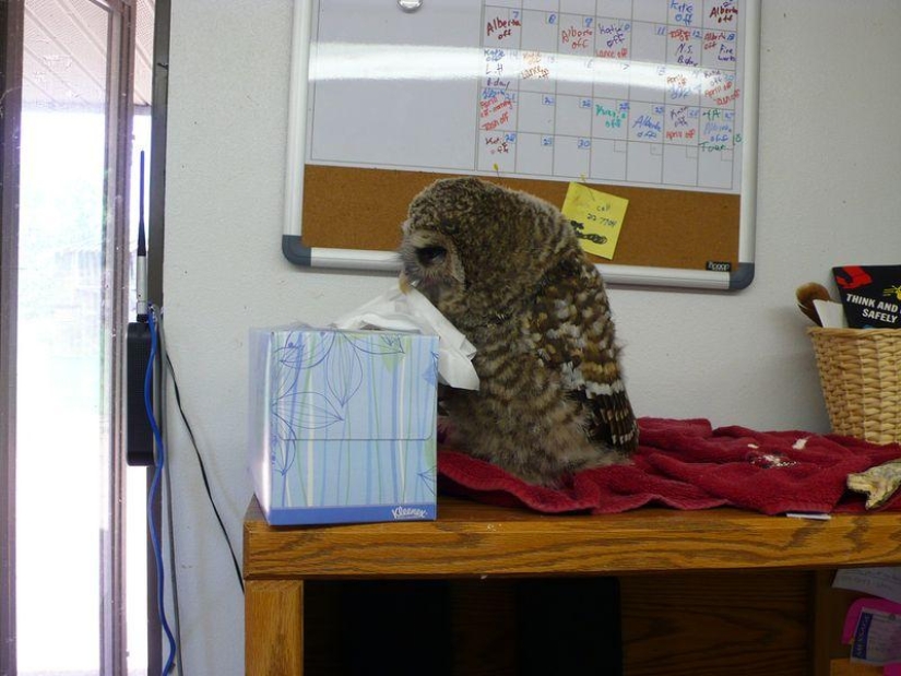 Offended owls