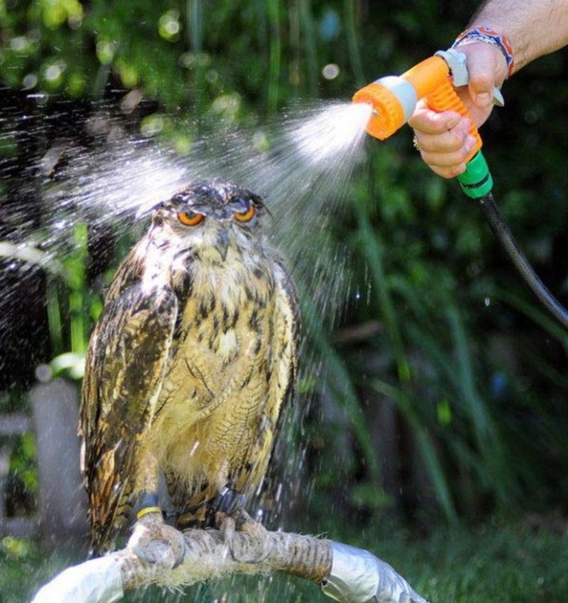 Offended owls