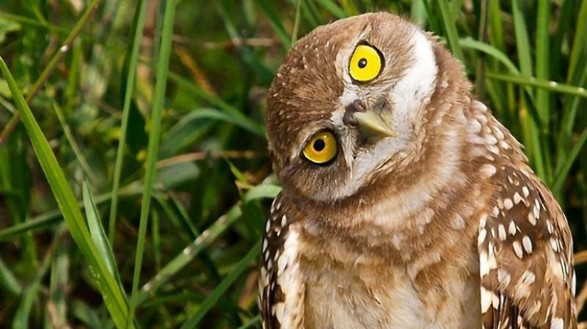 Offended owls