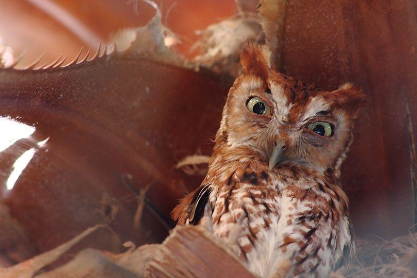 Offended owls