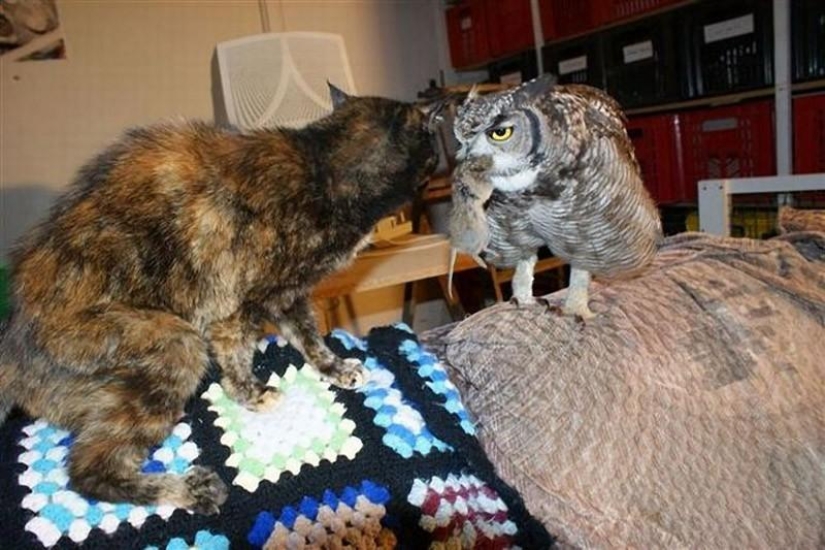 Offended owls