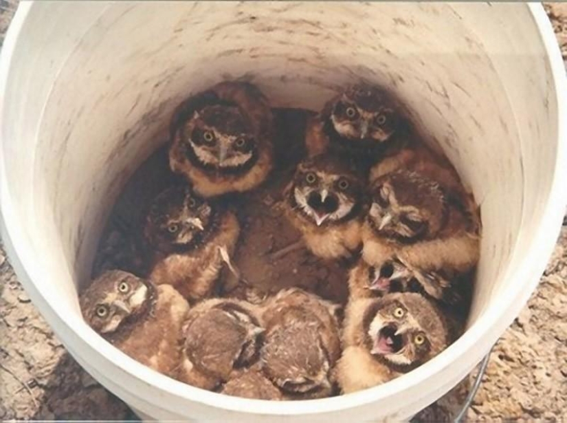 Offended owls