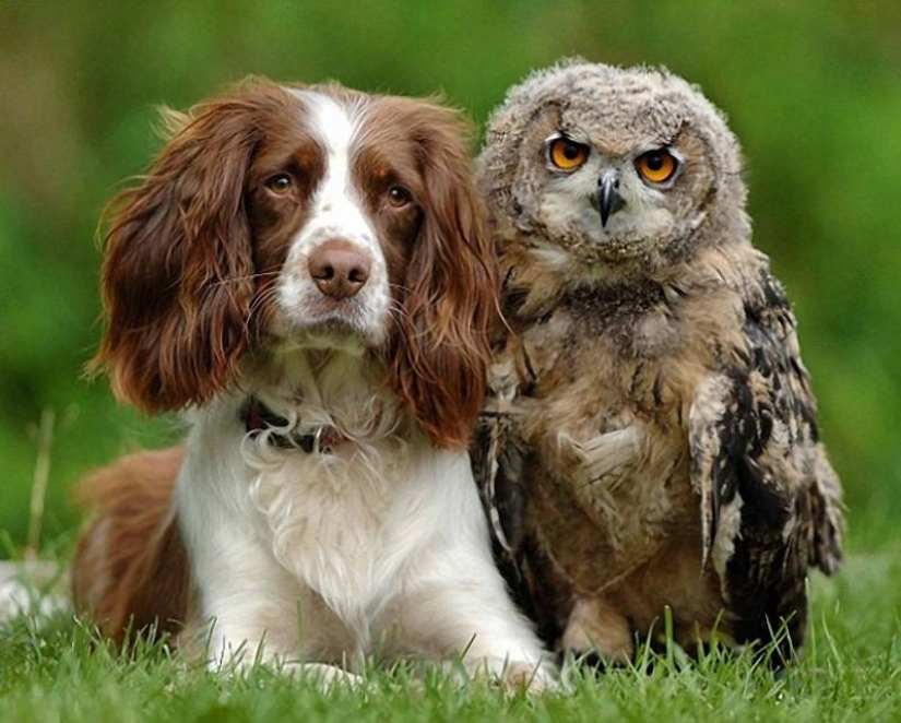 Offended owls